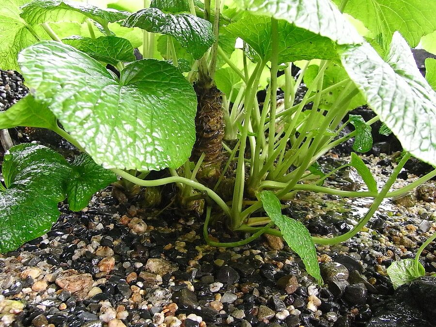 Wider view of Azumino wasabi fields fed by spring water