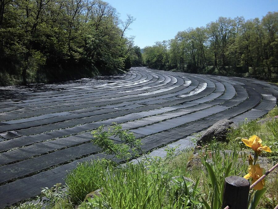 Long rows of wasabi growing in spring water at Daio Wasabi Farm
