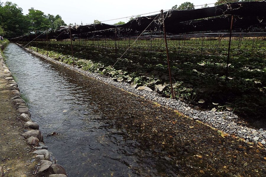 Spring water stream flowing through Daio Wasabi Farm channels