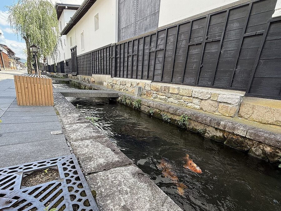 Koi in the Seto canal of Hida Furukawa