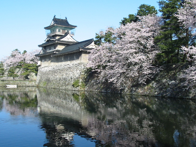 Toyama Castle reconstruction with cherry blossom