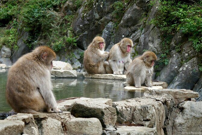 1-Day Private Snow Monkey ZenkoJi Temple & SakeTasting NaganoTour - How the 6 Hours Feel in Real Life (Not a Hop-On-Hop-Off Day)