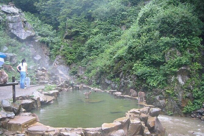 1-Day Private Snow Monkey ZenkoJi Temple & SakeTasting NaganoTour - Price and Value: $645 for Up to 3 People