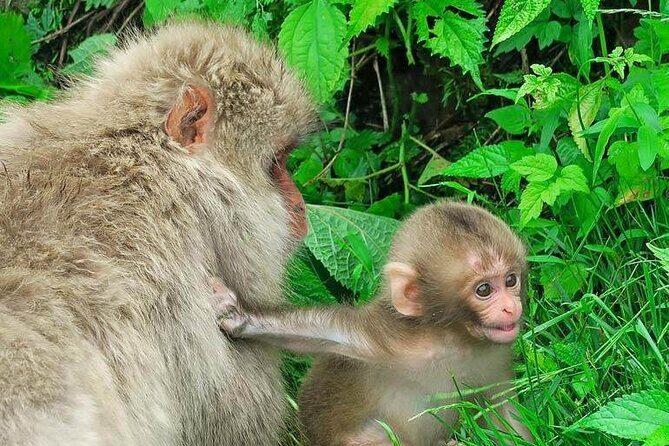 1-Day Private Snow Monkey ZenkoJi Temple & SakeTasting NaganoTour - The Sake Tasting Question You Should Confirm