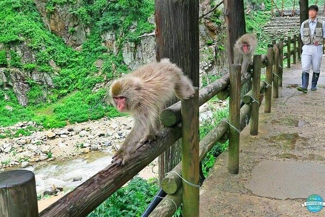1-Day Private Snow Monkey ZenkoJi Temple & SakeTasting NaganoTour - What to Pack and How to Get Ready