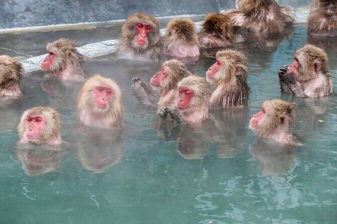 1-Day Private Snow Monkey ZenkoJi Temple & SakeTasting NaganoTour - Who This Tour Fits Best
