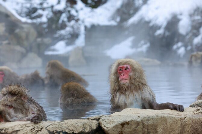 1-Day Private Snow Monkey ZenkoJi Temple & SakeTasting NaganoTour - Jigokudani Snow Monkey Park: The Winter Magic (With One Big Catch)