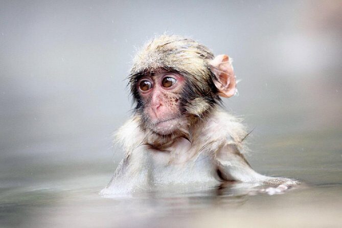 1-Day Snow Monkeys & Snow Fun in Shiga Kogen Tour - Shiga Kogen + Jigokudani: Why this Nagano day trip works