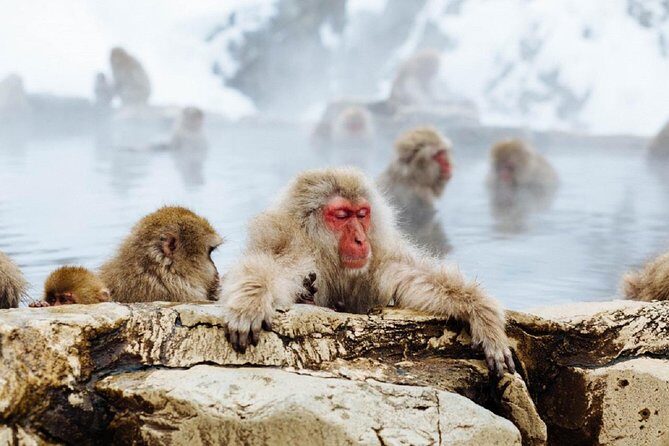 1-Day Snow Monkeys & Snow Fun in Shiga Kogen Tour - Getting picked up near Nagano Station: start strong, waste less time