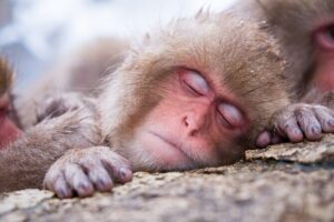1-Day Snow Monkeys, Zenko-ji Temple & Sake in Nagano - Zenko-ji Temple: Seeing a Near-1400-Year Spiritual Anchor