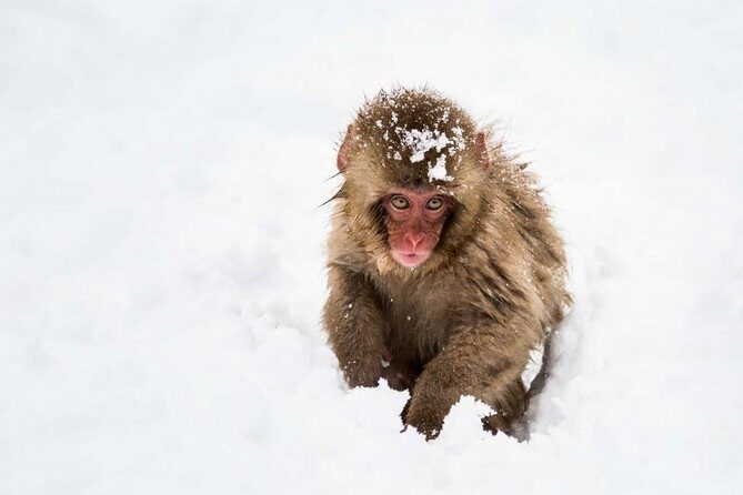 1-Day Snow Monkeys, Zenko-ji Temple & Sake in Nagano - Getting There and Back: Nagano Station Timing and Winter Hakuba Shuttles