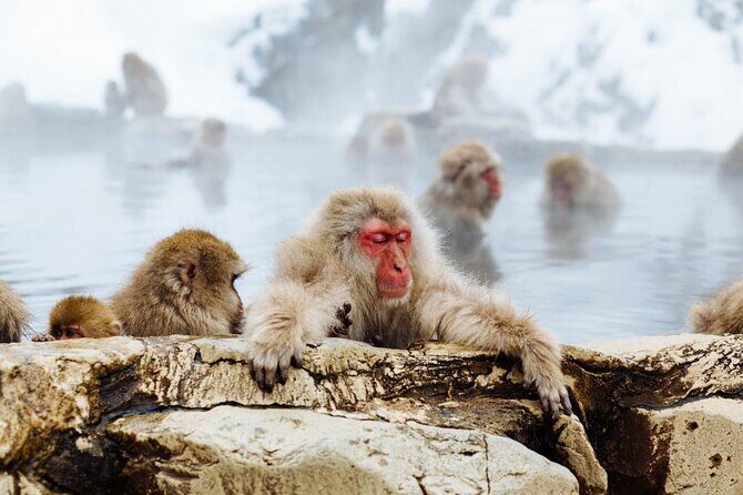 1-Day Snow Monkeys, Zenko-ji Temple & Sake in Nagano - Who This Tour Fits Best (and Who Might Want to Adjust)