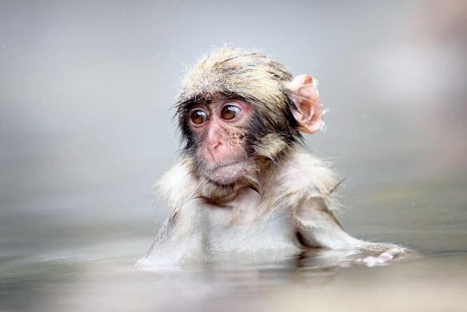 1-Day Snow Monkeys & Zenko-ji Tomyo Lantern Festival Tour - Who this tour fits best