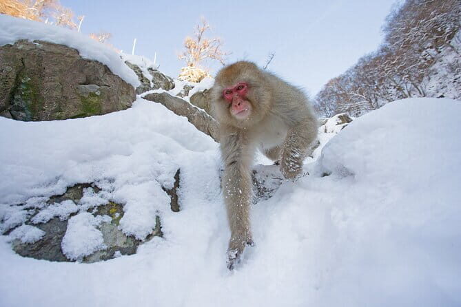 1-Day Tateyama-Kurobe Tour: Walking on the 'Roof of Japan' - Murodo Station and the guided walk where the views open up