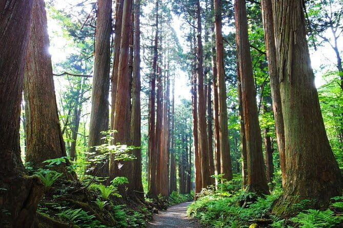 1-Day Togakushi Tour: Soba making, Ninja Town, and Hidden Shrines - Who This Togakushi Tour Fits Best (and Who Might Want to Pass)