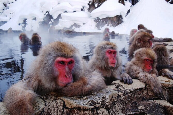 1-Day Winter Tour From Nozawa Onsen: Snow Monkeys, Zenko-ji Temple & Sake - Price and value: does $150.89 make sense for winter?