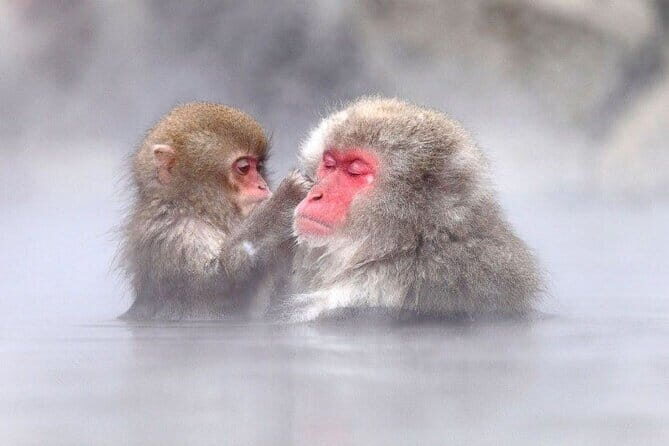 1-Day Winter Tour From Nozawa Onsen: Snow Monkeys, Zenko-ji Temple & Sake - Who should book this snowy Nagano day?