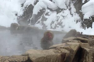 Explore Jigokudani Snow Monkey Park with a Local Guide - Entering Hell Valley: why Jigokudani looks dramatic in winter