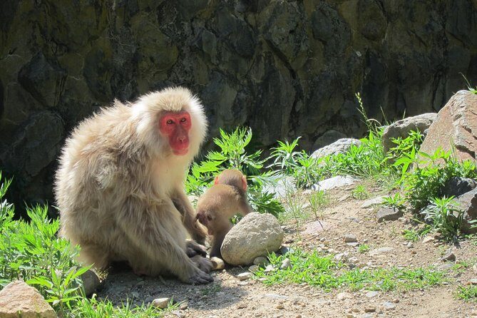 Explore Jigokudani Snow Monkey Park with a Local Guide - Jigokudani Snow Monkey Park: what 40 minutes can deliver