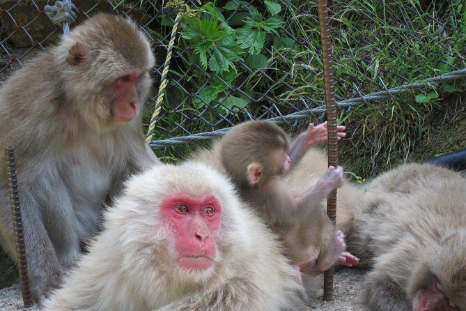 Explore Jigokudani Snow Monkey Park with a Local Guide - Price and value: does $112 feel fair for this plan?