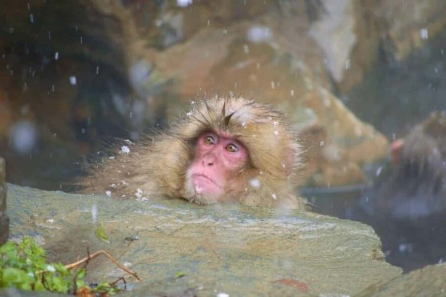 From Myoko Kogen: Snow Monkey Park and Zenkoji Temple Tour - Walking the 1.6 km Unpaved Trail With Snow and Shoe Spikes
