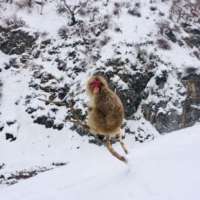 From Myoko Kogen: Snow Monkey Park and Zenkoji Temple Tour - Zenkoji Temple Dating to 642: First Buddha Statue Legends in Action