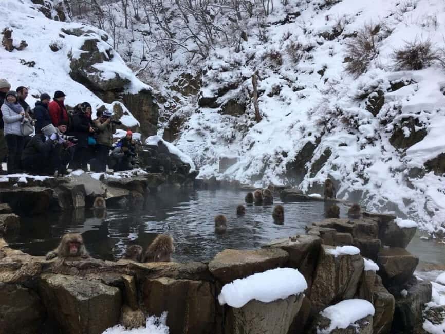 From Myoko Kogen: Snow Monkey Park and Zenkoji Temple Tour - Guided Sake Tasting at Yoshinoya Sake Brewery (Plus Non-Alcoholic Choices)
