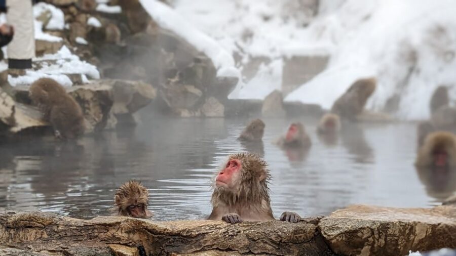 From Tokyo: Snow Monkey 1 Day Tour with Beef Sukiyaki Lunch - Key points before you go