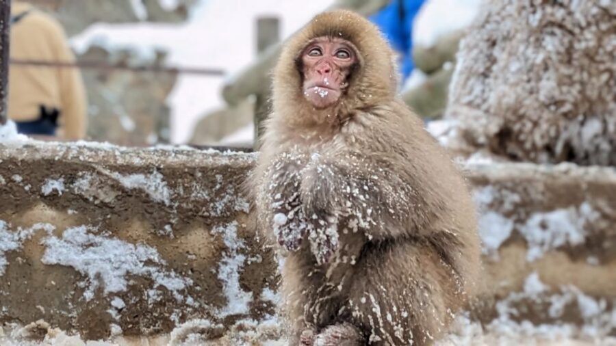 From Tokyo: Snow Monkey 1 Day Tour with Beef Sukiyaki Lunch - Should you book this Snow Monkey 1 Day Tour from Tokyo?