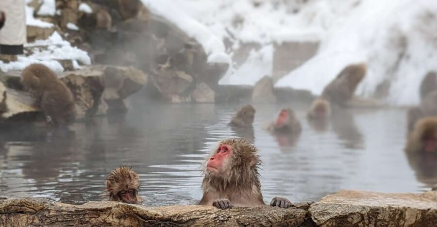 From Tokyo: Snow Monkey 1 Day Tour with Beef Sukiyaki Lunch - Tokyo to Jigokudani: the long coach ride that sets expectations