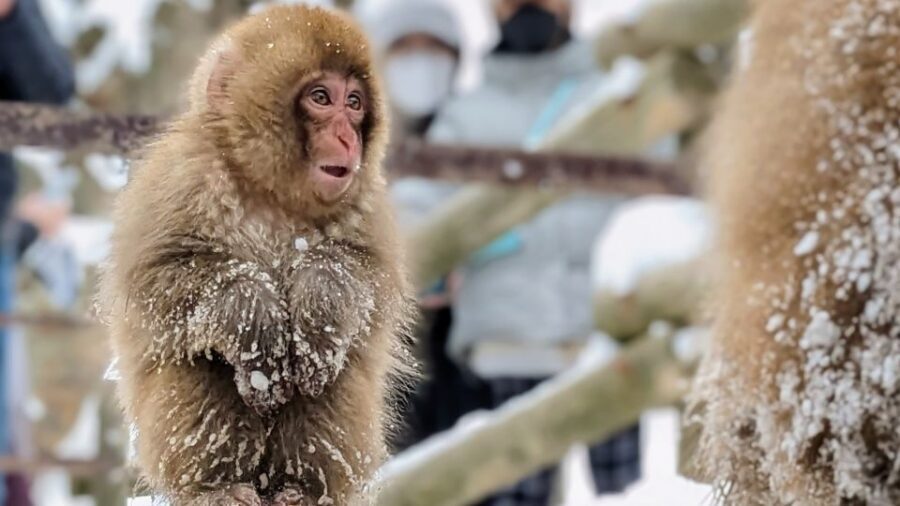 From Tokyo: Snow Monkey 1 Day Tour with Beef Sukiyaki Lunch - Jigokudani Monkey Park: how the hot-spring viewing works