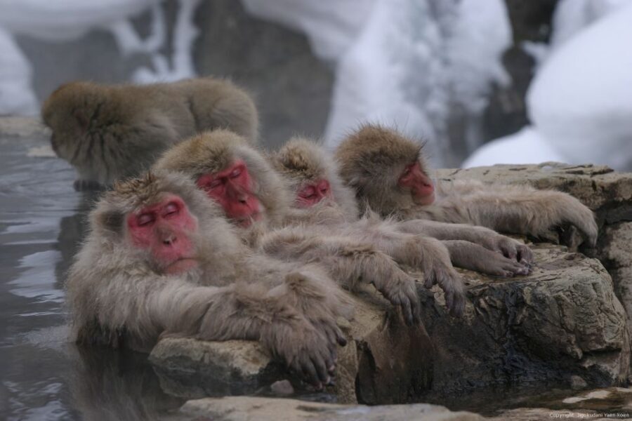 From Tokyo: Snow Monkey 1 Day Tour with Beef Sukiyaki Lunch - The cold walk: shoes, crampons, and why the path is the real challenge