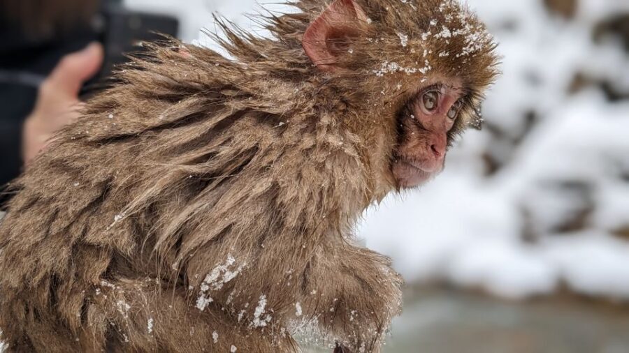 From Tokyo: Snow Monkey 1 Day Tour with Beef Sukiyaki Lunch - Who should book this snow monkey day trip from Tokyo