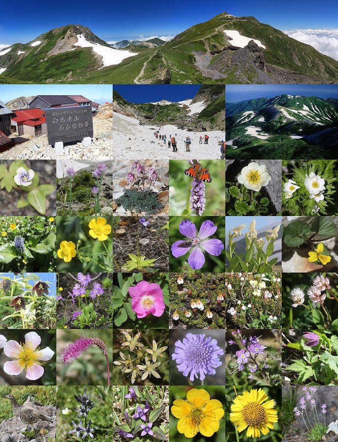 Shirouma alpine plant belt above Hakuba