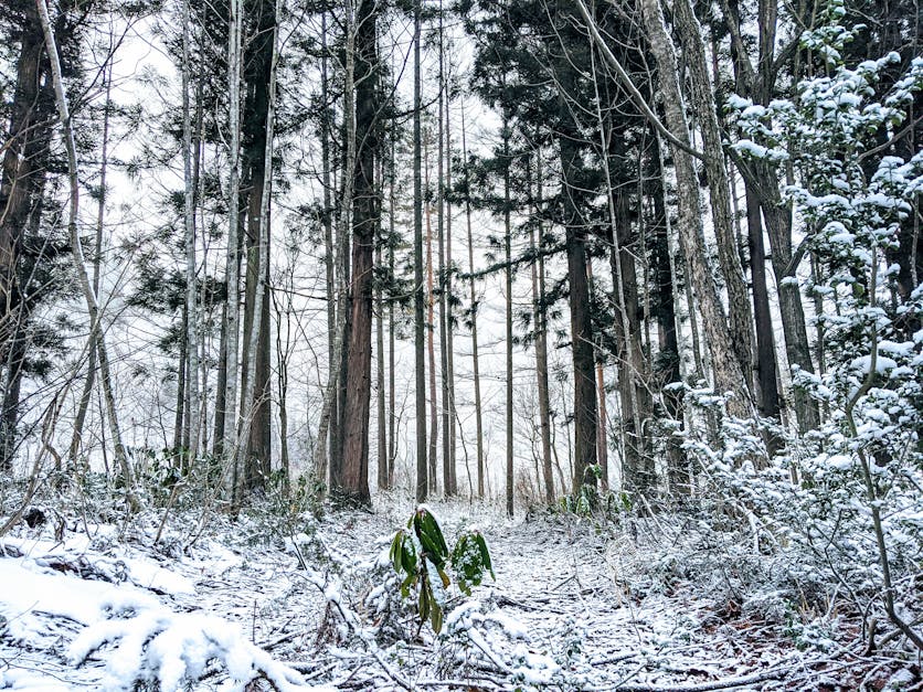 Tranquil winter forest scene in Hakuba with snow-covered trees
