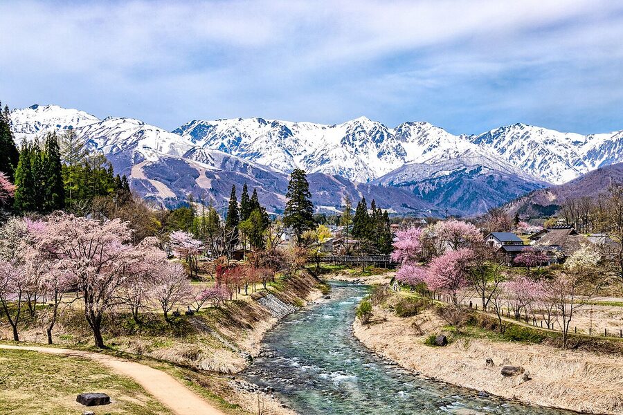 Cherry blossoms and the Hakuba Sanzan from Oide Park