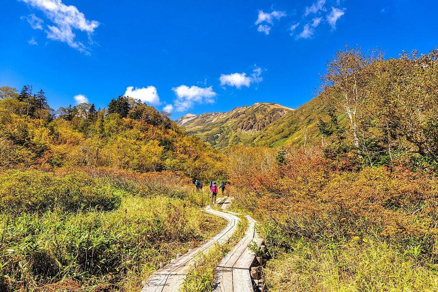 Tsugaike Nature Park boardwalk in autumn