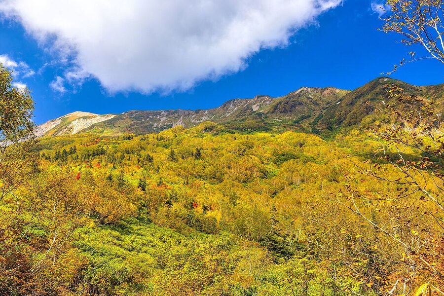 Tsugaike marshland in golden autumn light