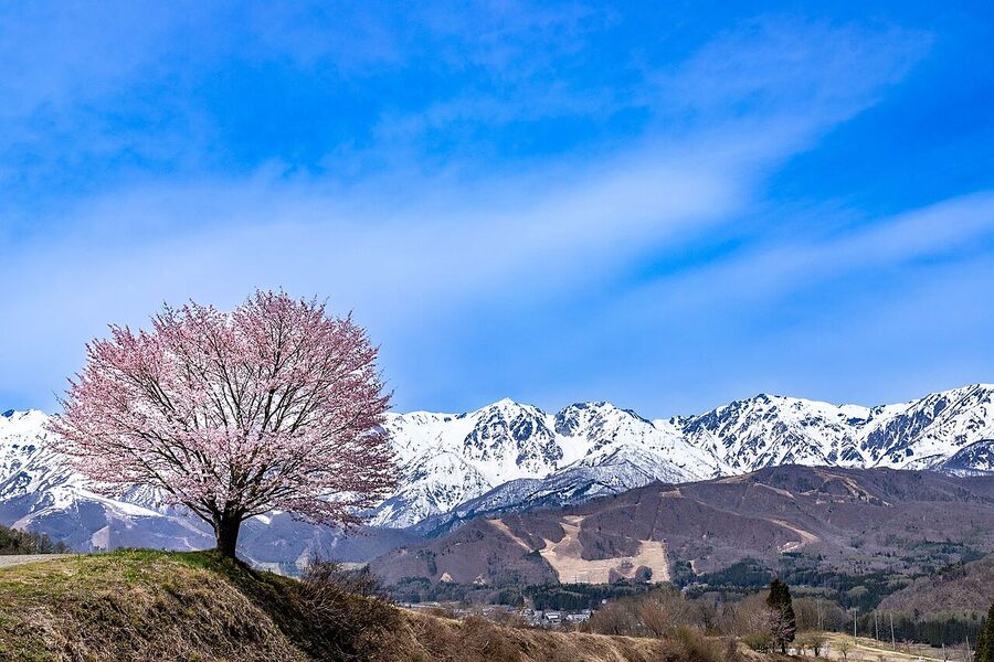 Single cherry tree at Nodaira in Hakuba