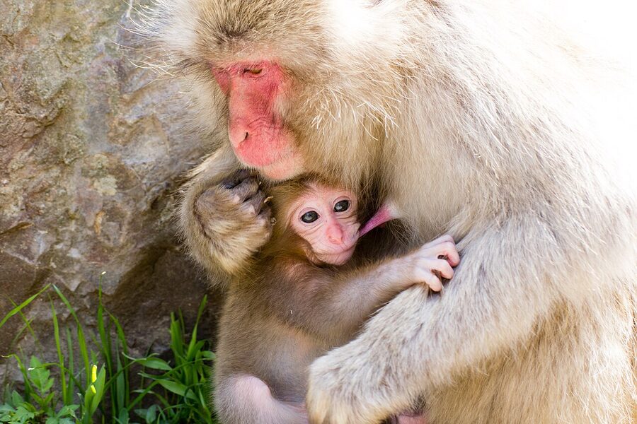 A snow monkey baby being held by its mother