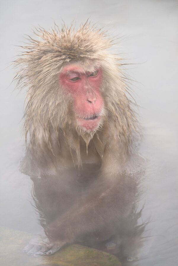 Close-up of a snow monkey in the Jigokudani hot spring with steam