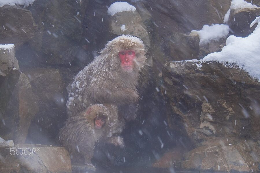 A Japanese macaque grooming behaviour at Jigokudani Yaen-koen