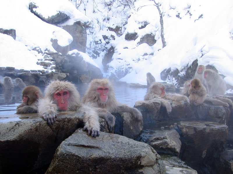 Snow monkey bathing in the natural hot spring at Jigokudani Yaen-koen, Yamanouchi