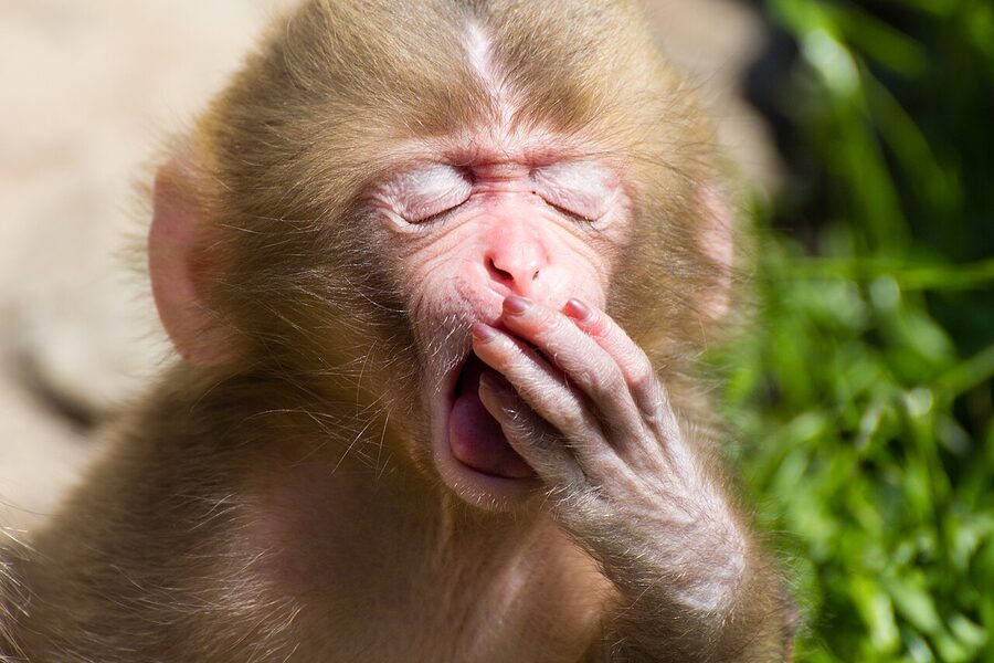 A juvenile snow monkey yawning at Jigokudani