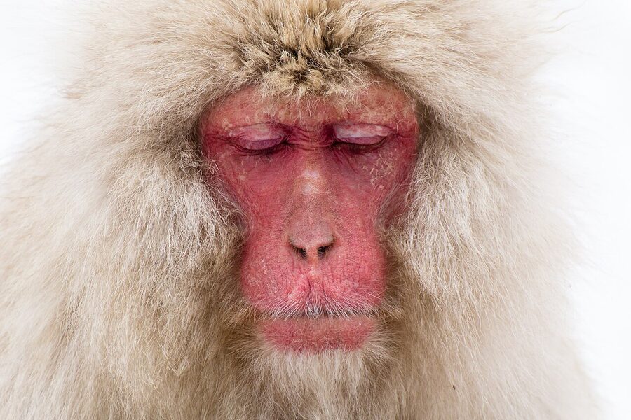 A snow monkey meditating with closed eyes in the Jigokudani hot spring