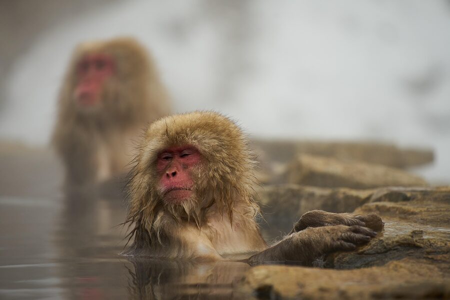 A snow monkey at the Jigokudani Monkey Park hot spring pool