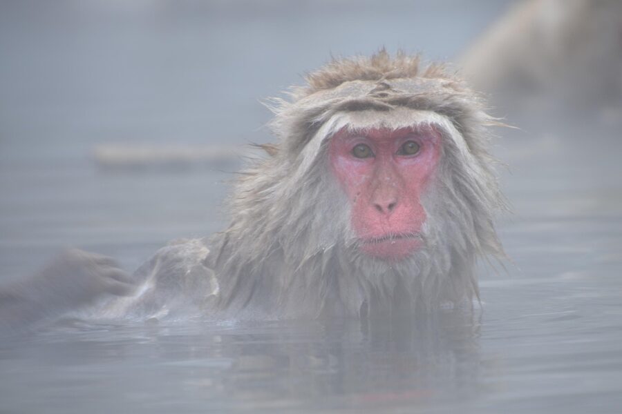 A snow monkey in steaming hot spring at Jigokudani, Yudanaka