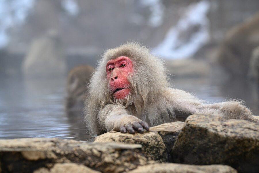 A snow monkey deep in the warm waters of Jigokudani