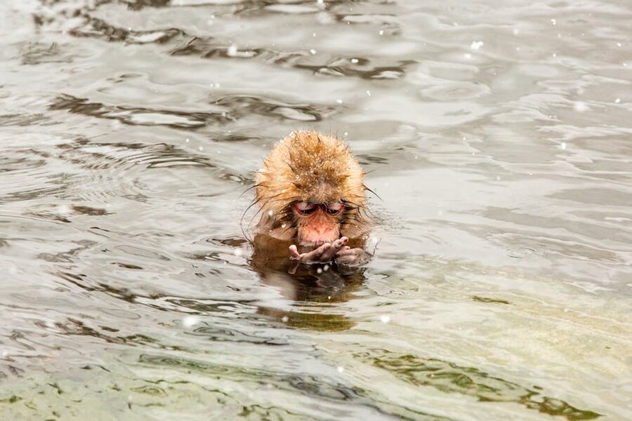 Snow monkey bathing in a Yamanouchi hot spring