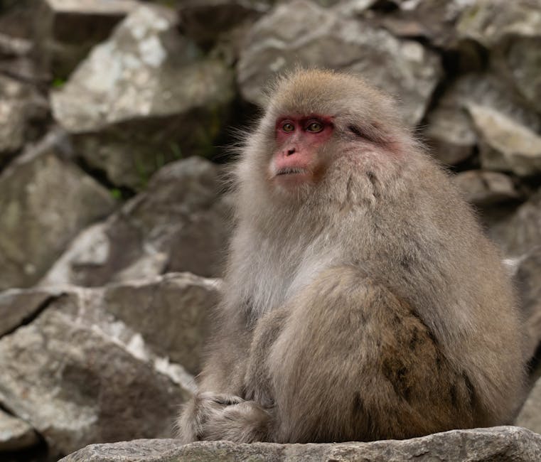 Close-up of a Japanese macaque in Yamanouchi, Nagano